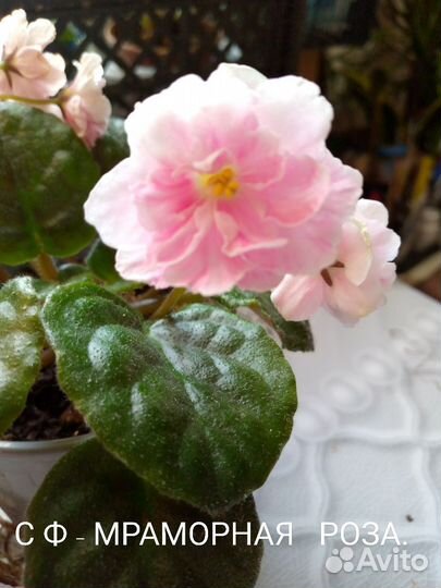 Узамбарские фиалки