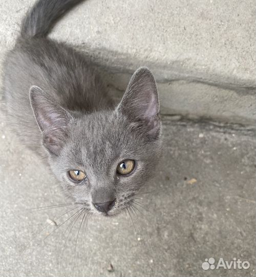 Британцы помесь