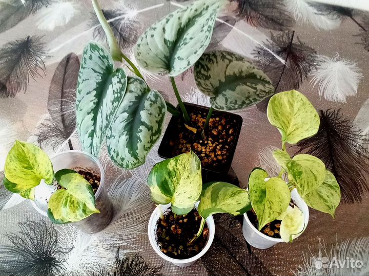 Эпипремнум и сциндапсус