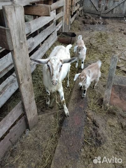 Коза дойная