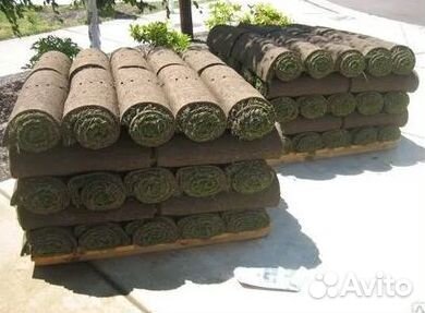 Газон рулонный