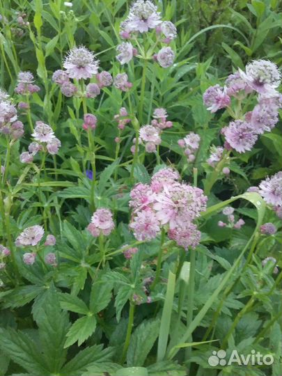 Многолетники