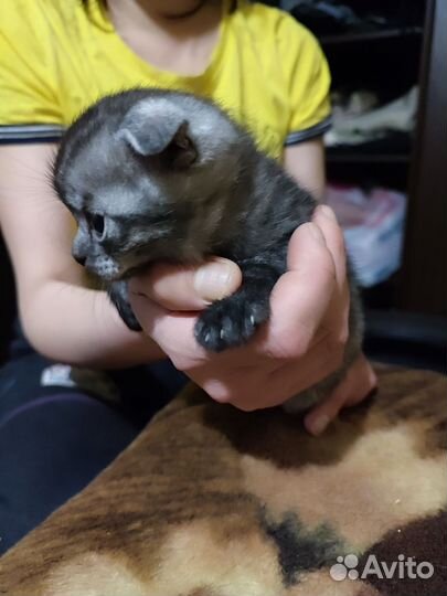 Котята, веслухие британцы