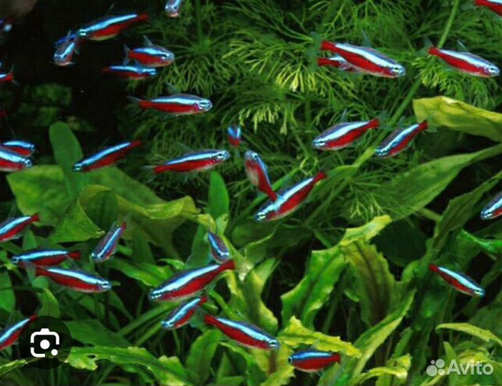 Красный неон