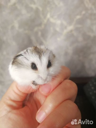 Хомячок с клеткой