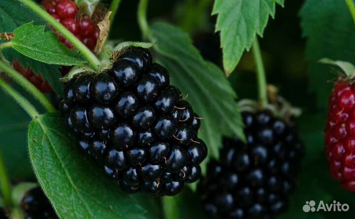 Саженцы садовых растений