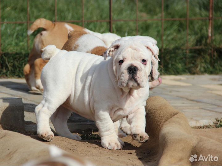 Английский бульдог