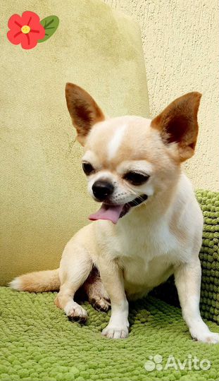 Красавец чихуахуа