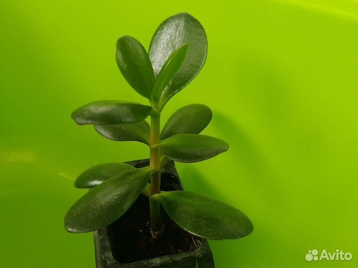 Суккуленты, Алое, Толстянка