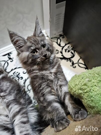 Котята мейн-кун