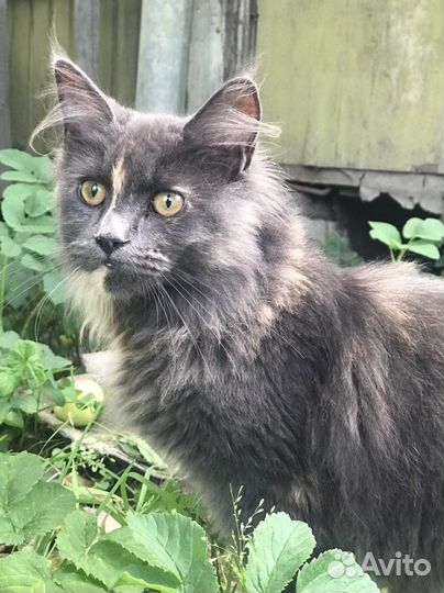 Мейн-кун черепашки