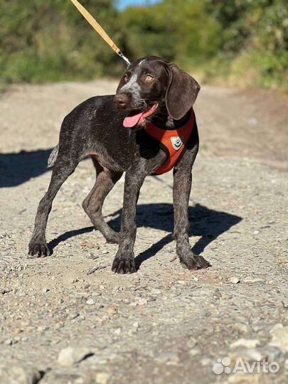 Курцхаар в добрые руки