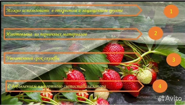 Пленка для клубники с отверстиями