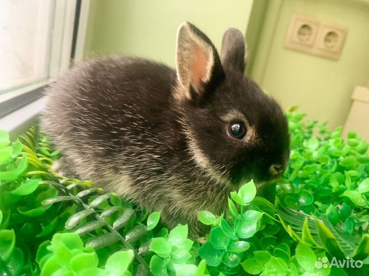 Карликовые крольчата мини