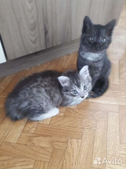 Отдам котят в добрые руки
