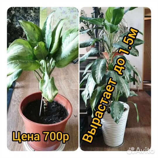 Комнатные цветы