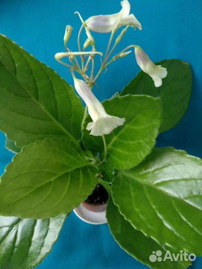 Примулины (Хириты) сортовые