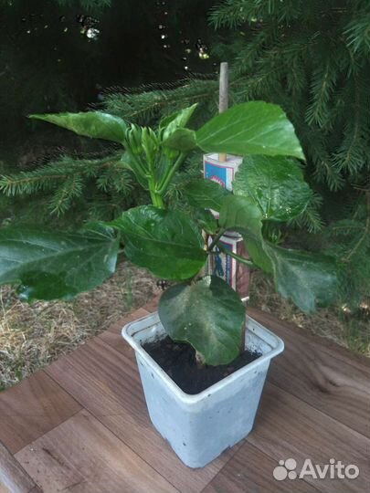 Гибискус два в одном