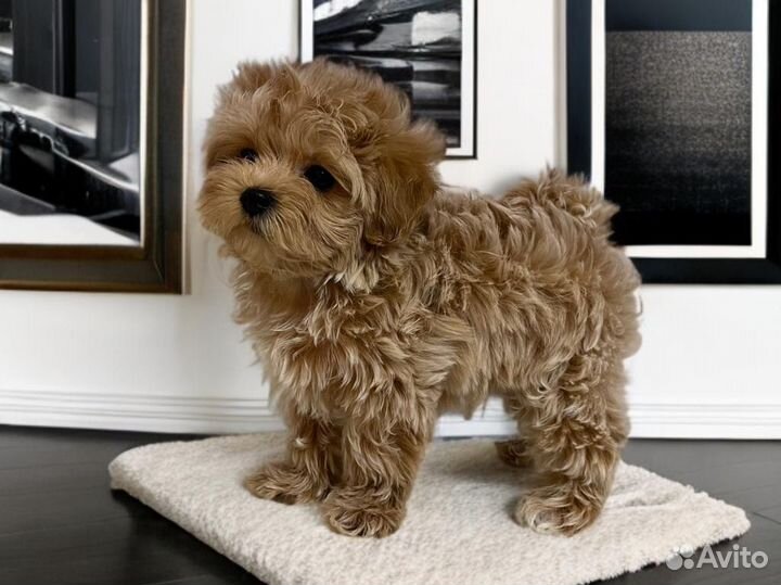 Мальтипу ф1 мини