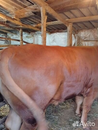 Быки на мясо