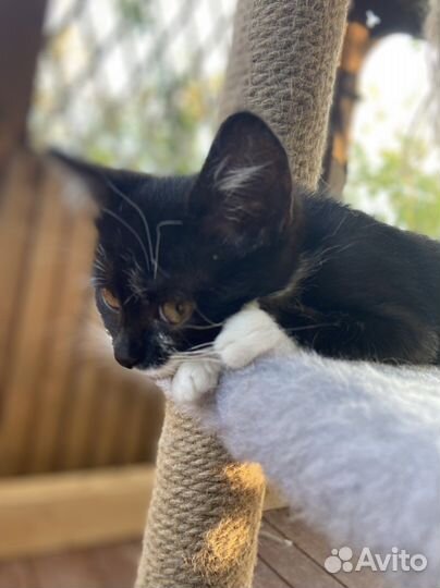 Черный котенок девочка 2 месяца