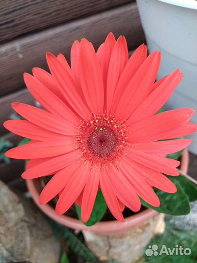 Герберы продам Бугенвиллия К# У П Л# Ю