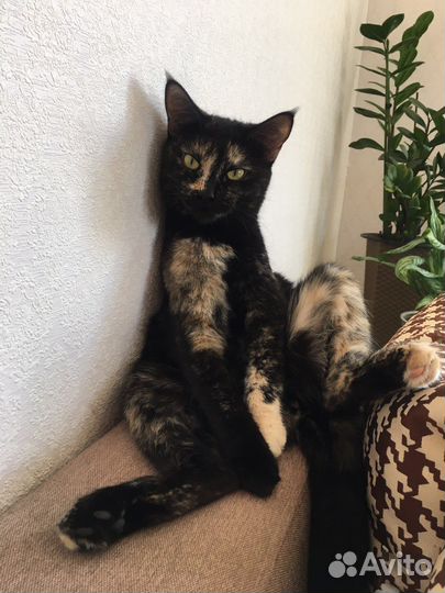 Кошка
