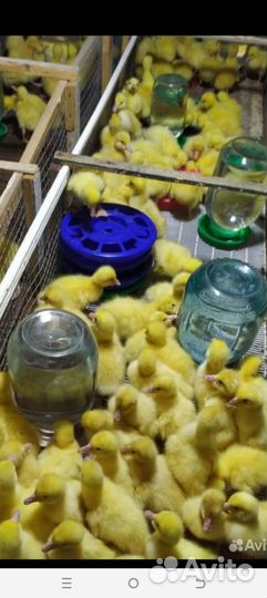 Гуси Линда, Серый крупный