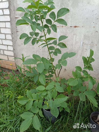 Саженцы грецкого ореха идеал