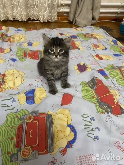 Котенок, мальчик