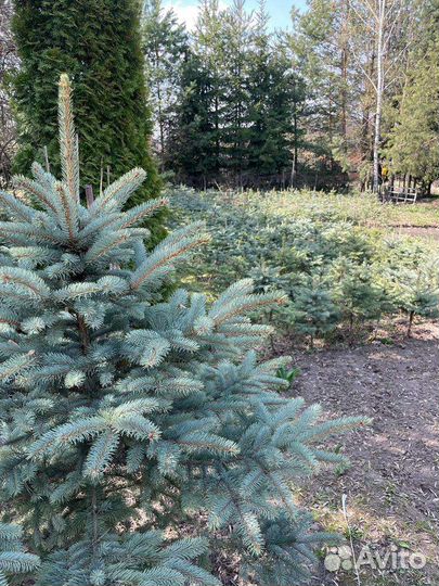 Саженцы ель голубая