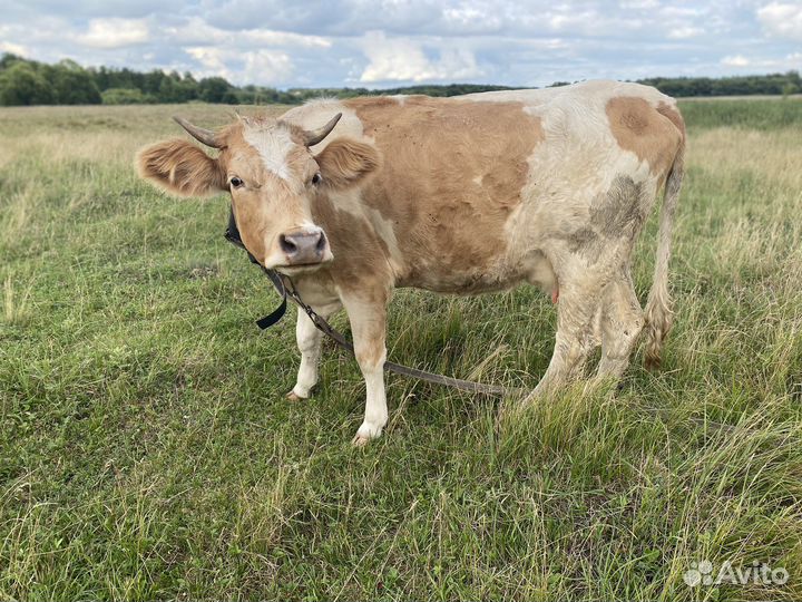 Продам 3х коров стельных