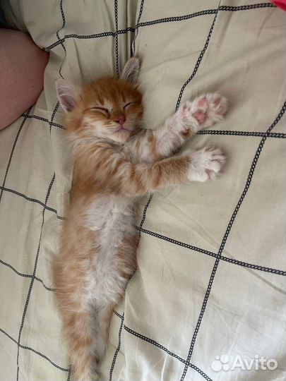 Котёнок ищет дом