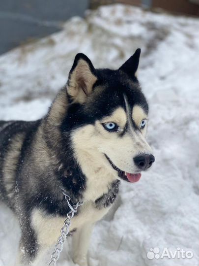 Отдам хаски в очень добрые руки