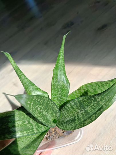 Комнатные растения