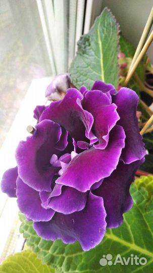 Глоксиния лист