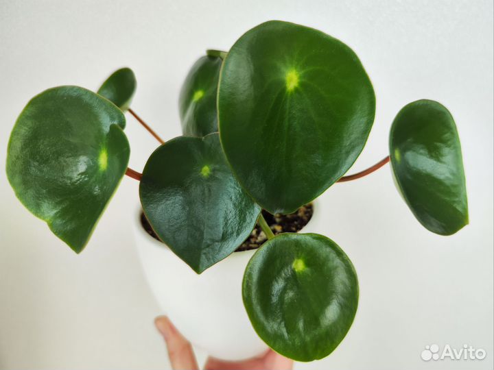 Пеперомия Рейндроп