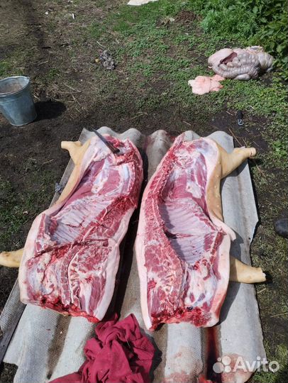 Мясо свинина домашняя