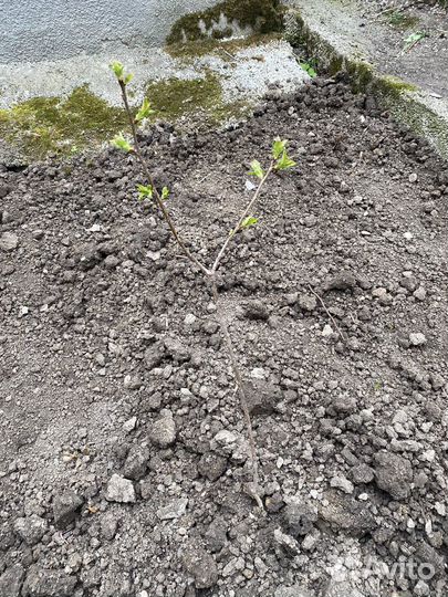 Саженцы вишни