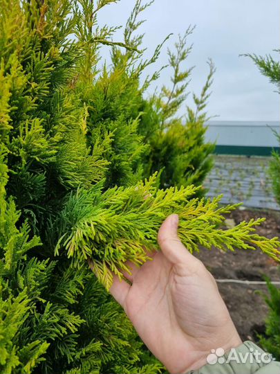 Куприсоципариус голд райдер (крым)