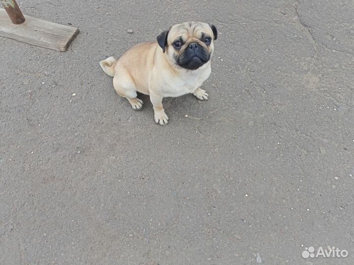 Мопс вязка мальчик