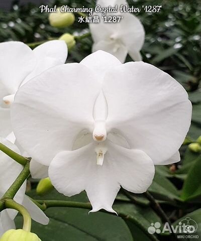Орхидея Phal. Charming Crystal Water'1287' купить в Нижнем Новгороде ...