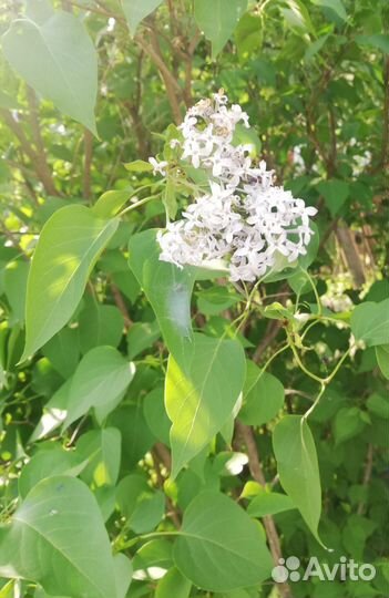 Сирень, малина