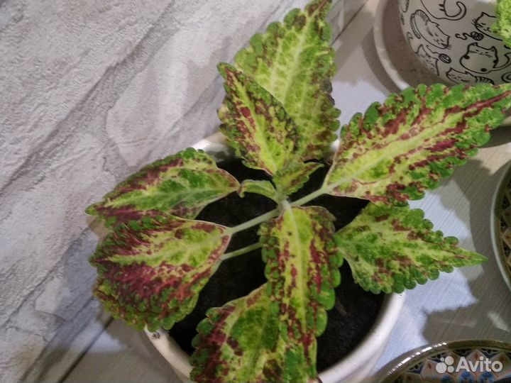 Цветы колеусы