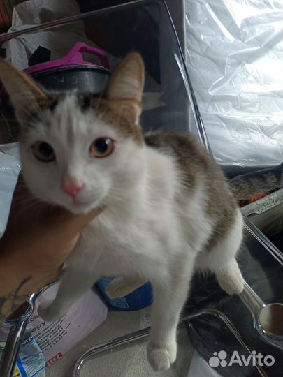 Отдам кота в добрые руки