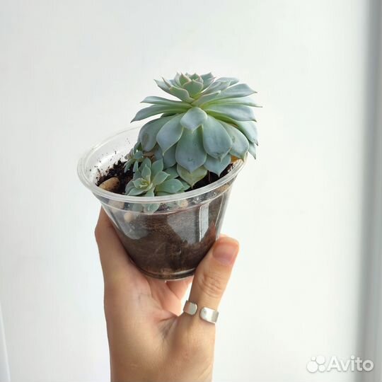 Комнатные растения, эхеверия