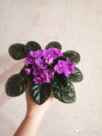 Сортовые фиалки