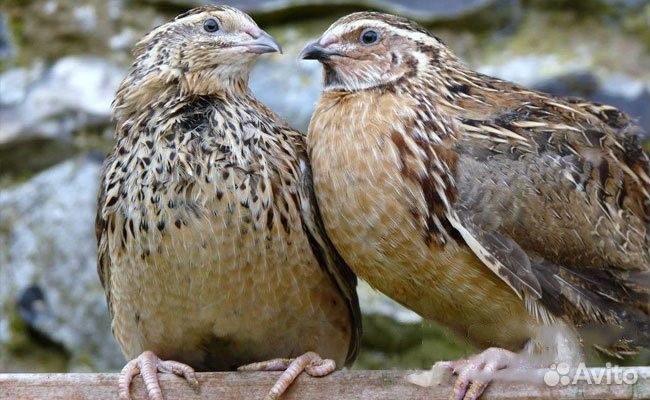 Японский перепел