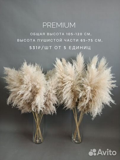 Пампасная трава/Сухоцветы