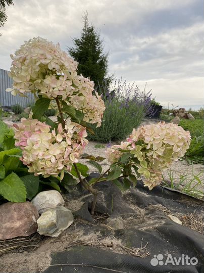 Гортензия Ванила Фрейз